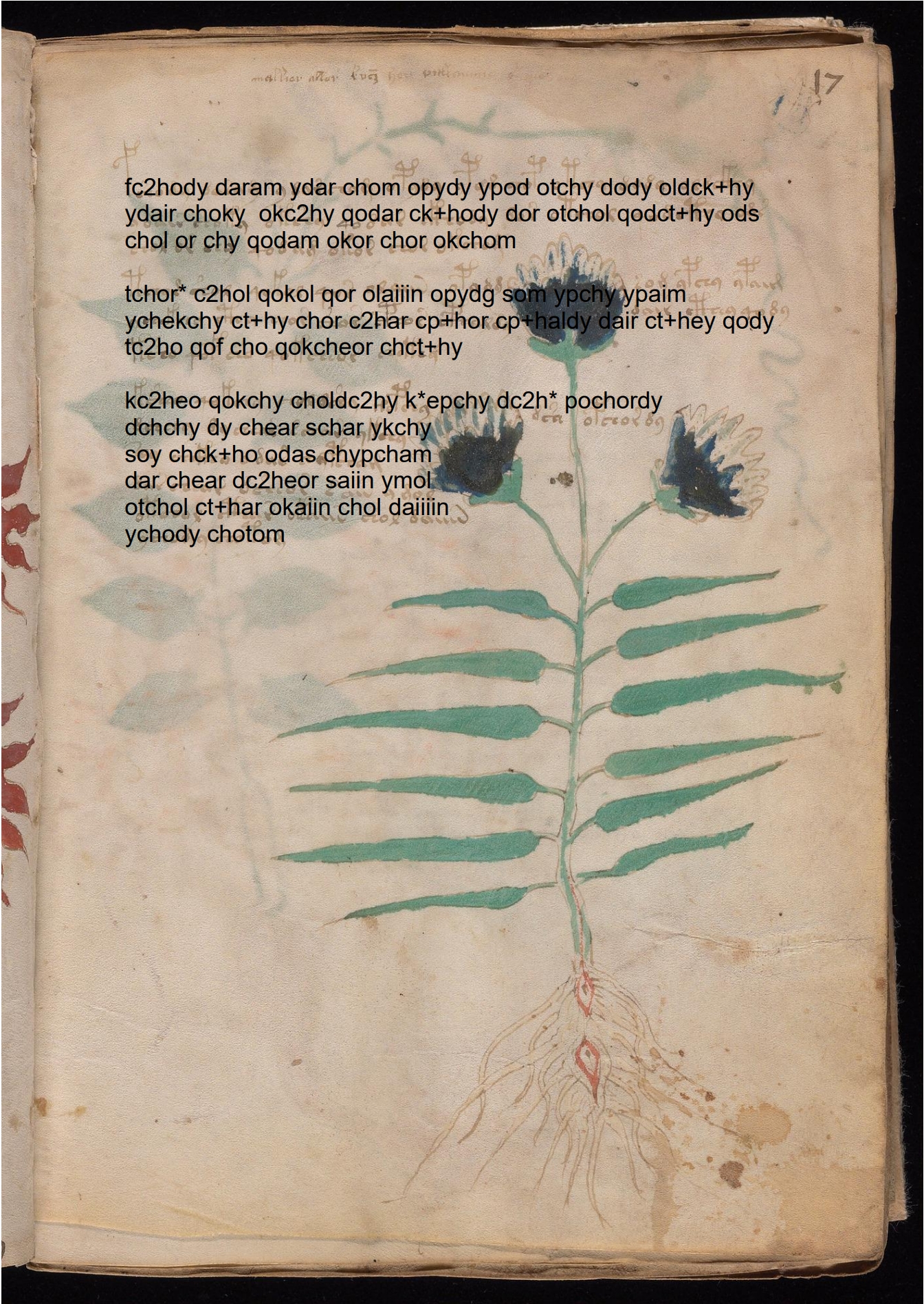 Folio 17r glyph overlay on parchment